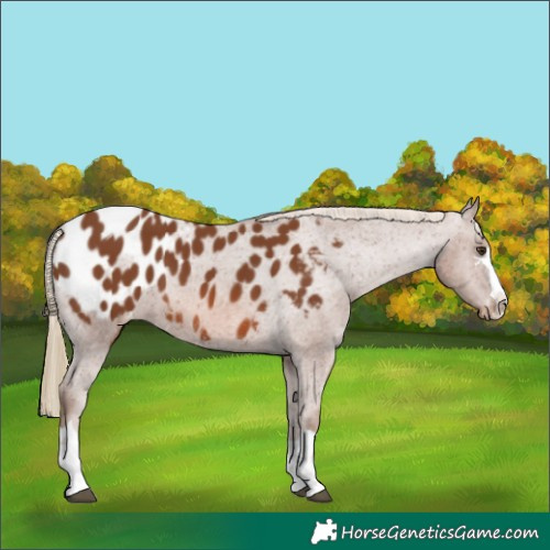 Horse Color:Chestnut Appaloosa 