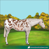 Horse Color:Chestnut Appaloosa 