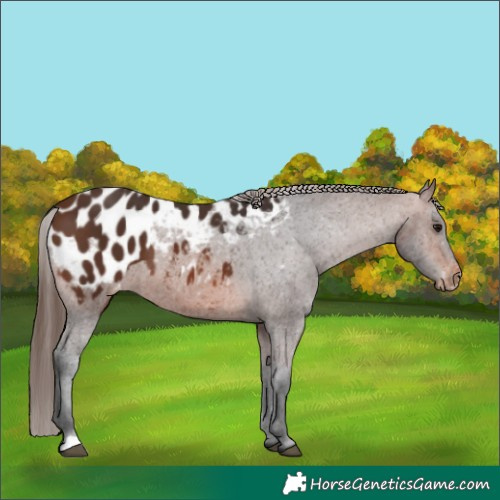 Horse Color:Brown Appaloosa 