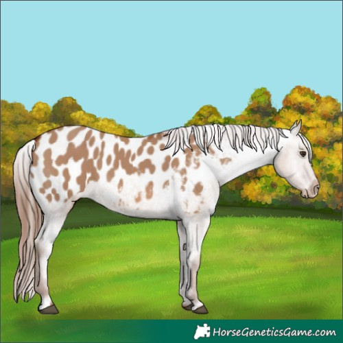 Horse Color:Red Dun Blanket