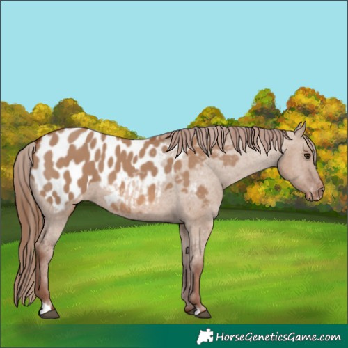 Horse Color:Red Dun Appaloosa 