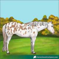 Horse Color:Red Dun Blanket 