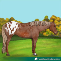 Horse Color:Chestnut Blanket 