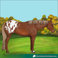 Horse Color:Chestnut Appaloosa 