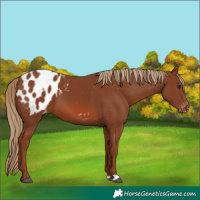 Horse Color:Chestnut Blanket