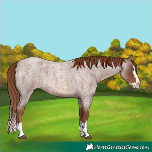 Horse Color:Red Roan Splash 