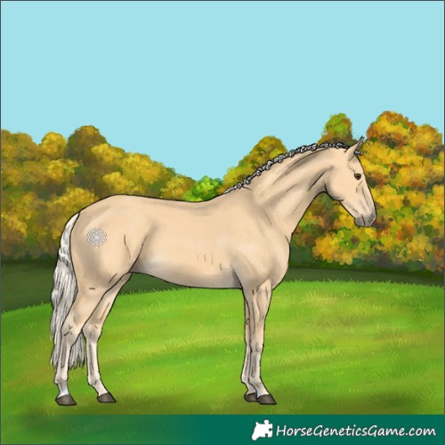 Horse Color:Palomino 