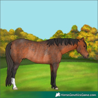 Horse Color:Bay Rabicano 