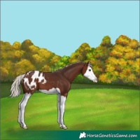 Horse Color:Silver Brown Splash Appaloosa 