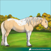 Horse Color:Palomino Tobiano