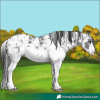 Horse Color:Black Sabino Blanket