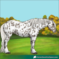 Horse Color:Silver Smoky Black Tobiano Near Leopard