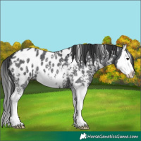 Horse Color:Black Sabino Splash Blanket 