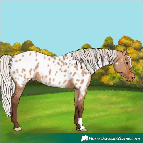 Horse Color:Silver Bay Dun Appaloosa 