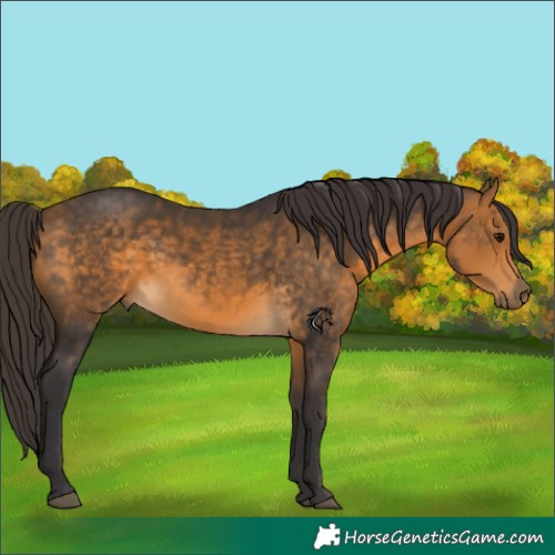 Horse Color:Buckskin