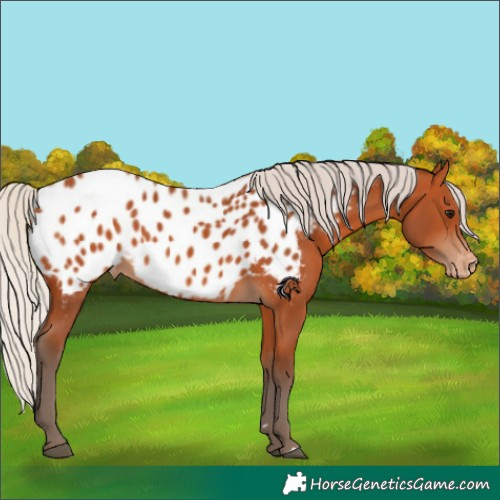 Horse Color:Silver Bay Near Leopard 