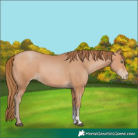Horse Color:Brown Pearl Sabino 
