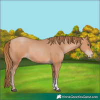 Horse Color:Brown Pearl Sabino