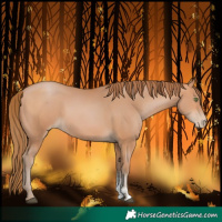 Horse Color:Brown Pearl Sabino 
