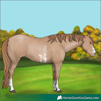 Horse Color:Black Pearl Sabino 