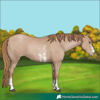 Horse Color:Black Pearl Sabino 