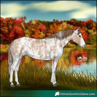 Horse Color:Black Pearl Sabino