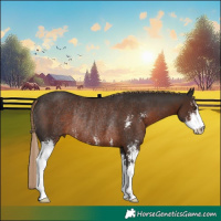 Horse Color:Liver Chestnut Sabino Rabicano 