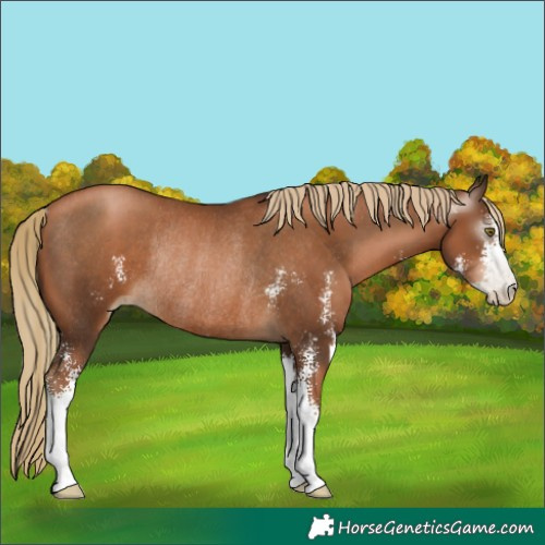 Horse Color:Gray Liver Chestnut Pearl Sabino Rabicano 