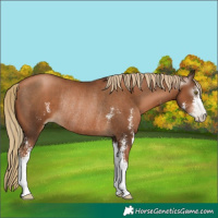 Horse Color:Gray Liver Chestnut Pearl Sabino Rabicano 