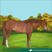 Horse Color:Chestnut Rabicano 