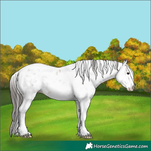Horse Color:Bay Sabino 