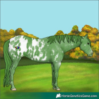 Horse Color:Watercolor Smoky Black Appaloosa 