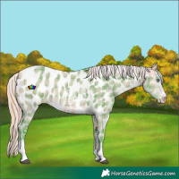 Horse Color:Watercolor Plaid Buckskin Chinchilla Dun Sabino Appaloosa