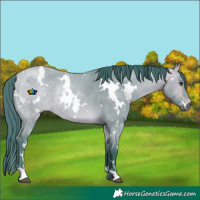 Horse Color:Watercolor White Spotted Buckskin Dun