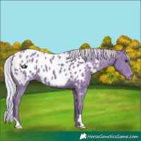 Horse Color:Watercolor Silver Smoky Black Appaloosa