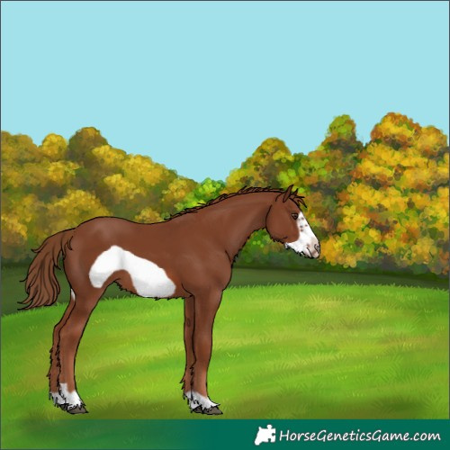 Horse Color:Chestnut Frame
