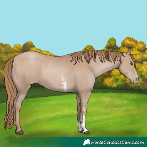 Horse Color:Black Pearl Sabino 