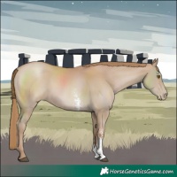 Horse Color:Black Pearl Sabino