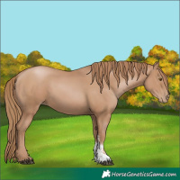 Horse Color:Black Pearl Sabino
