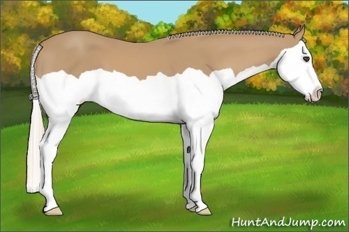 Horse Color:Palomino Splash 