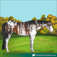 Horse Color:White Spotted Brown Blanket 