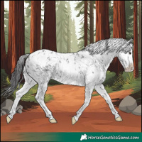 Horse Color:White Spotted Smoky Black Sabino Splash 