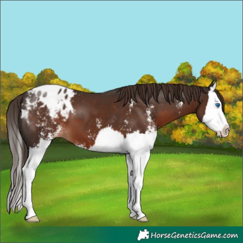 Horse Color:Liver Chestnut Sabino Splash Blanket