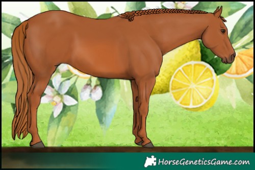 Horse Color:Chestnut 