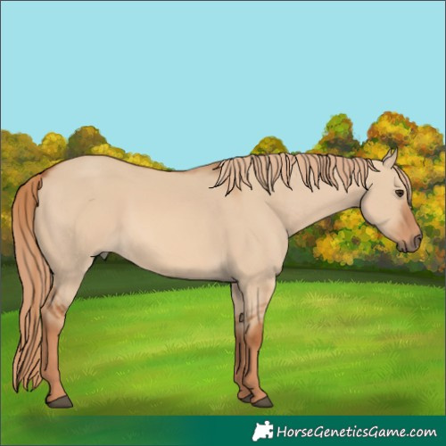 Horse Color:Red Dun 