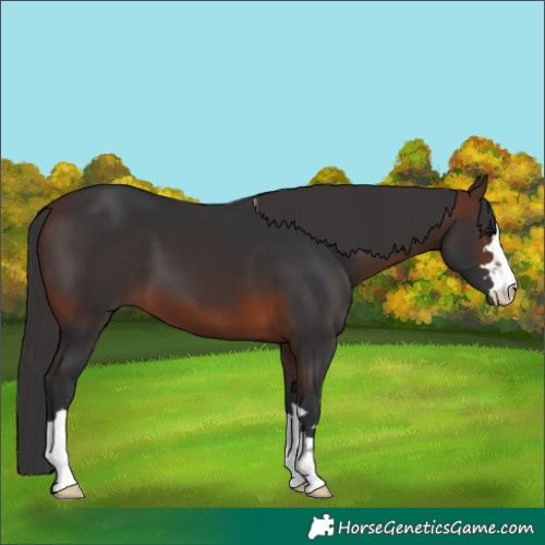 Horse Color:Brown 
