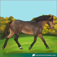 Horse Color:Buckskin 