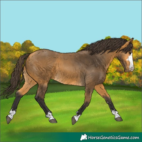 Horse Color:Buckskin 