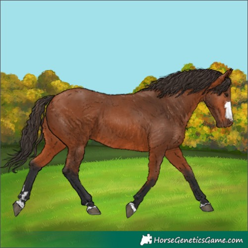 Horse Color:Bay 