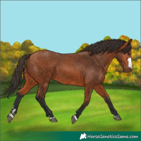 Horse Color:Bay 